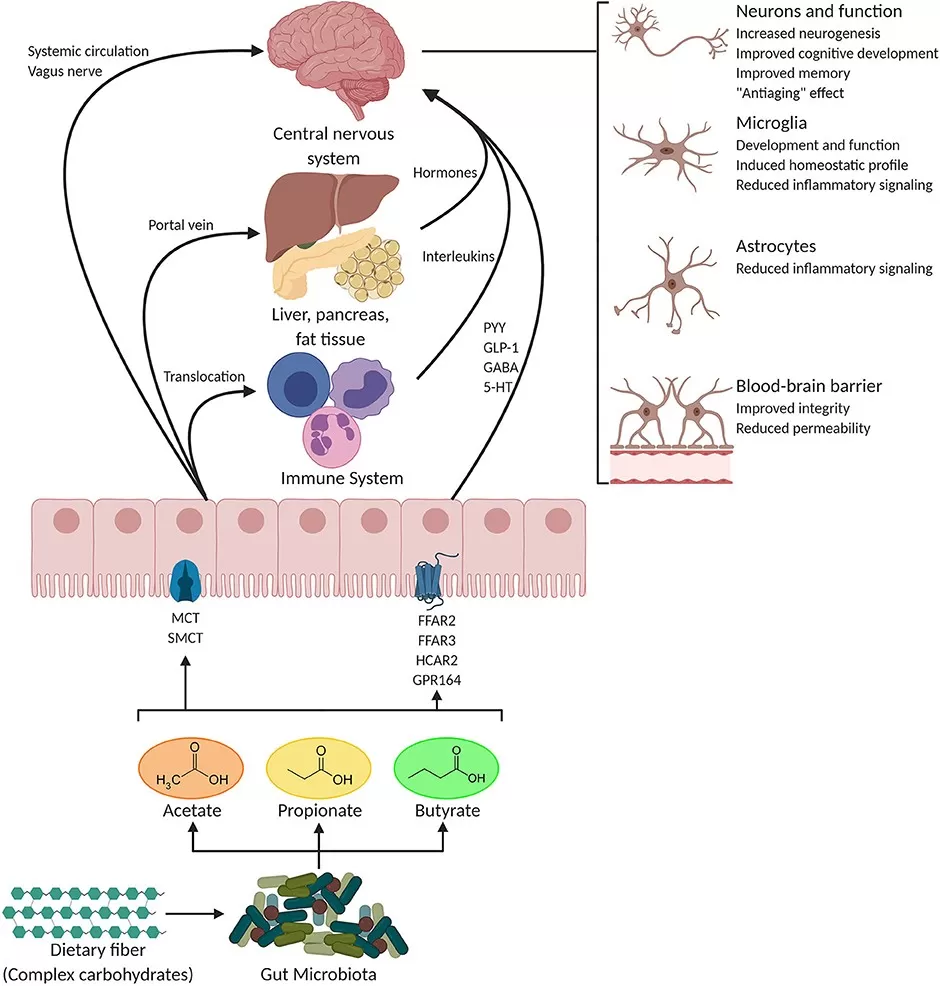 Potential pathways through which SCFAs influence gut-brain communication (Silva et al., 2020)